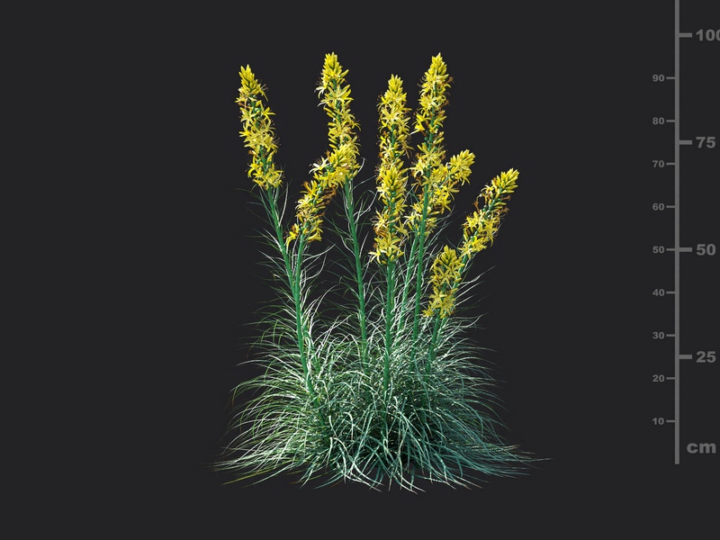 Maxtree - Plant Models Vol.115