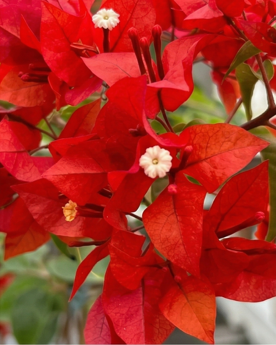 Imported Butterfly Red Bougainvillea Plant — view 3