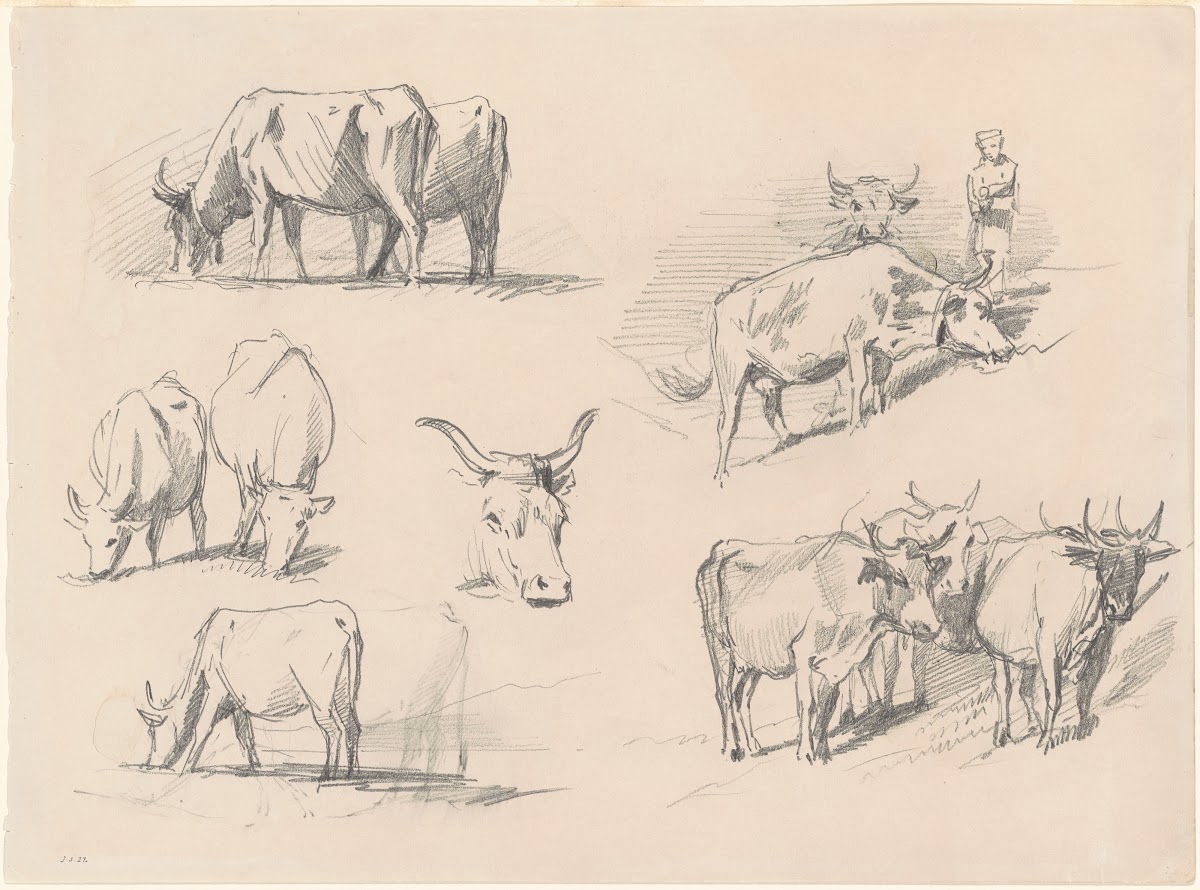 Studies of Cattle c 1872