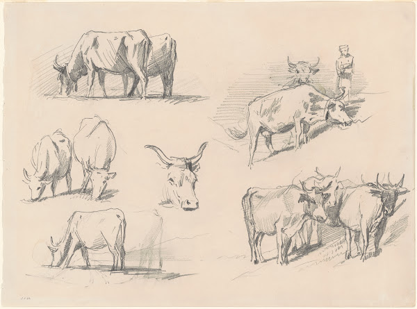 Studies of Cattle c 1872