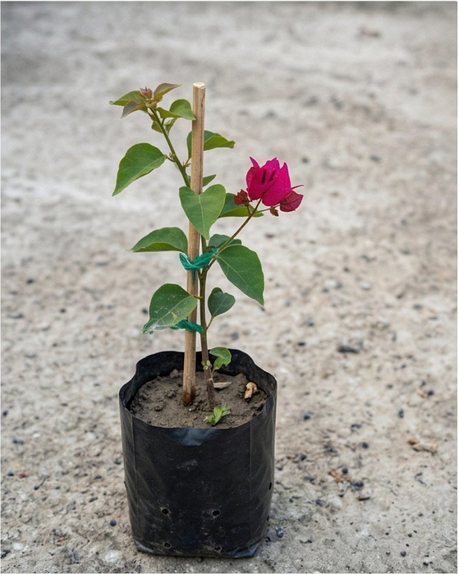 Imported Duck Feet Bougainvillea Plant — view 4