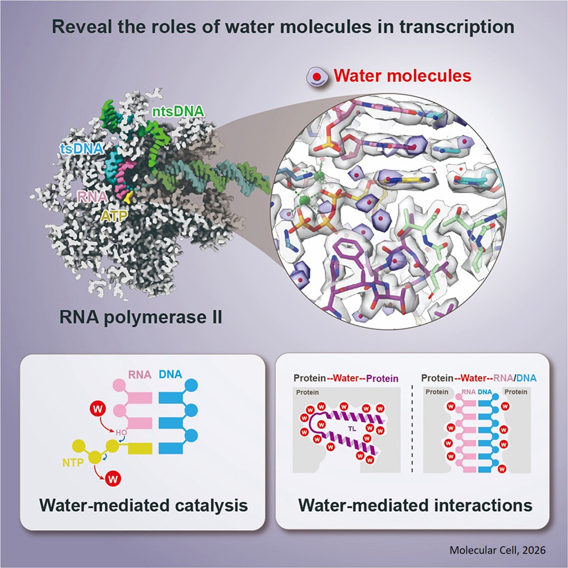 Sub-2 A ̊ cryo-EM structures of transcribing RNA polymerase II reveal critical roles of water molecules in catalysis