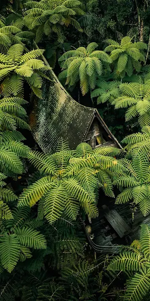 Vegetation, Temperate Coniferous Forest, Plant Community, Plant, Branch Full HD iPhone Wallpaper Background