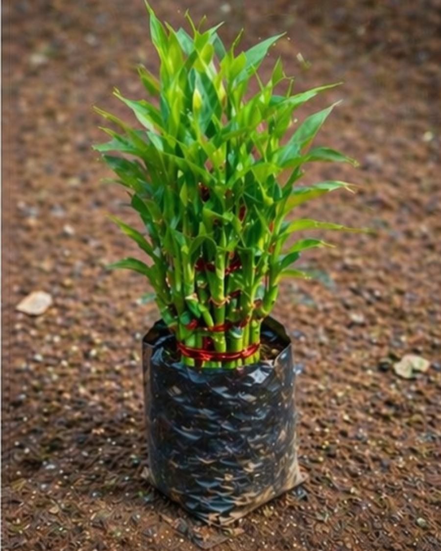 Lucky Bamboo Indoor Plant — view 5
