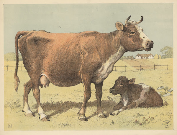 Cow 1892
