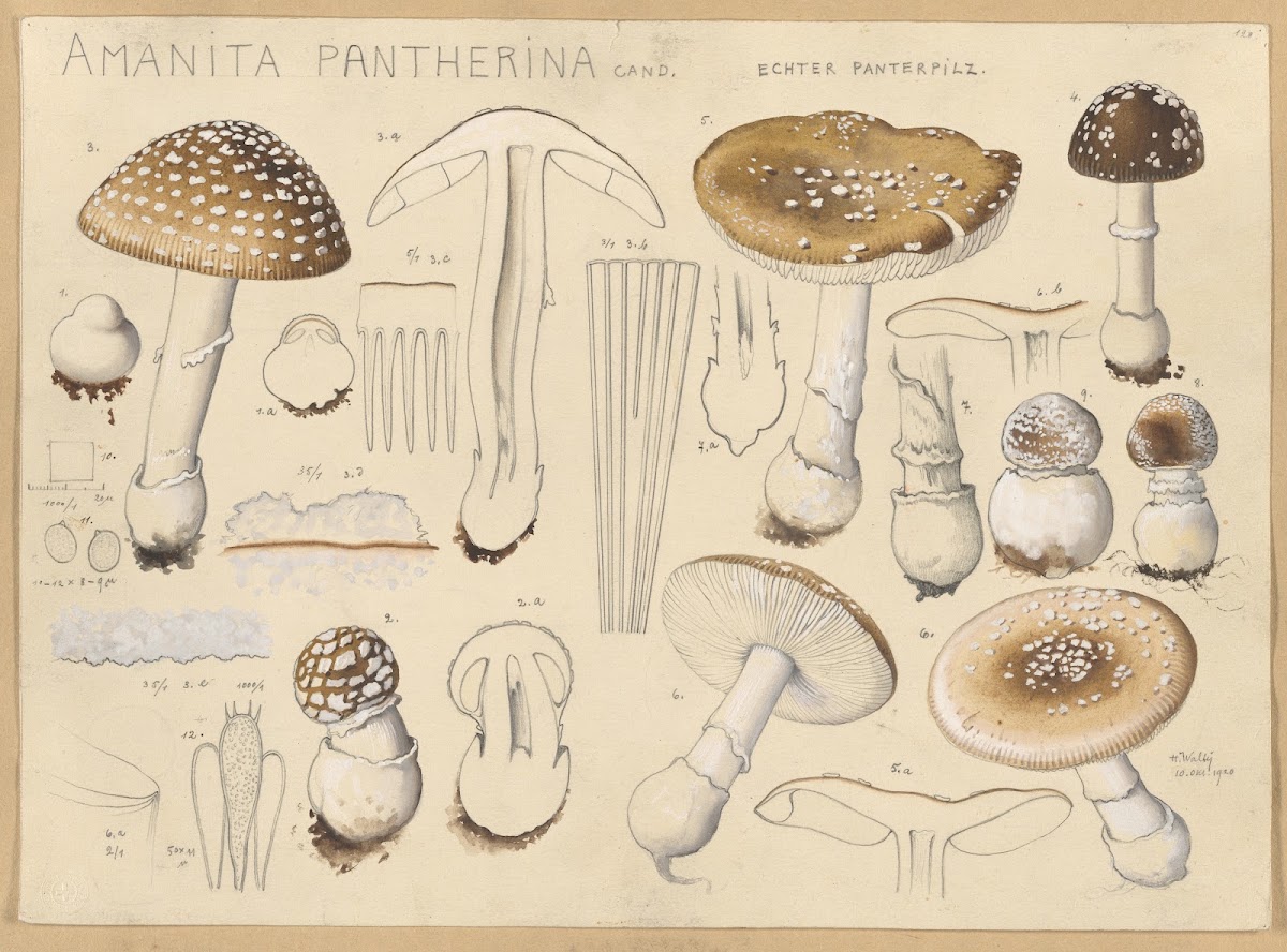 Amanita pantherina Cand 1915 1945