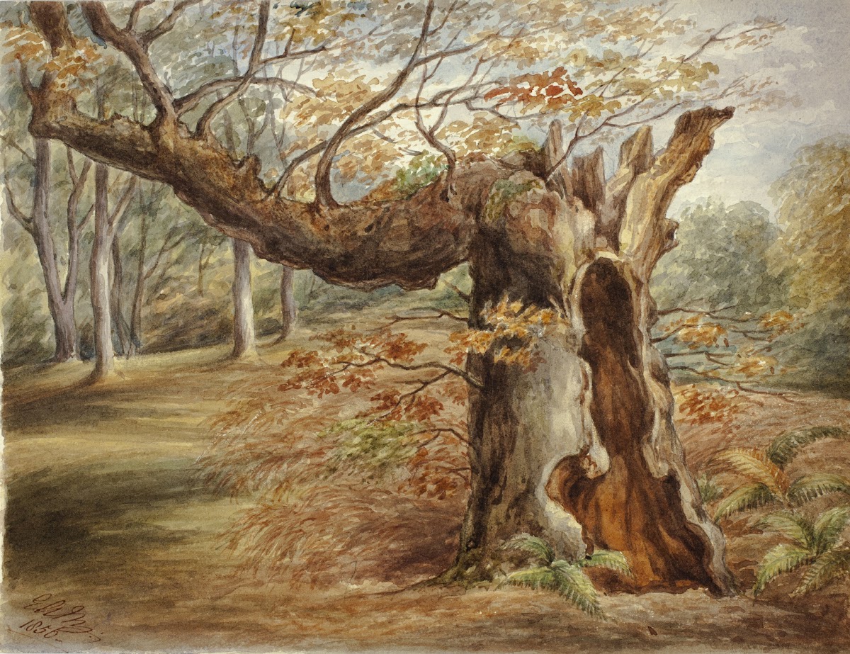 Rotting Tree 1850
