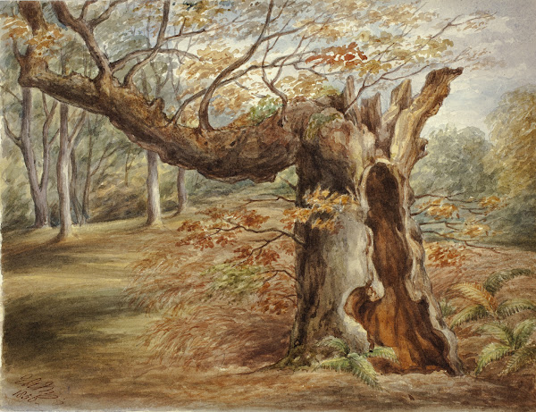 Rotting Tree 1850