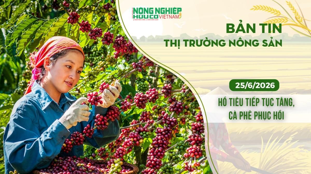 Thị trường nông sản 25/6/2026: Hồ tiêu tiếp tục tăng, cà phê phục hồi - Nông nghiệp Hữu cơ Việt Nam