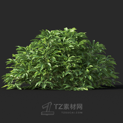 Maxtree - Plant Models Vol.60