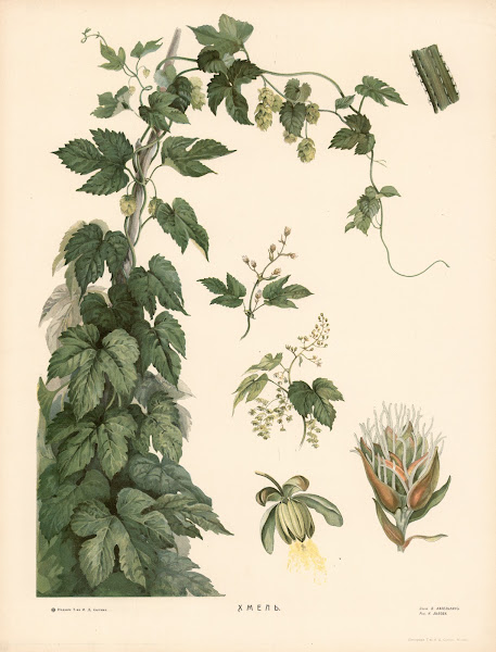 Hops 1910