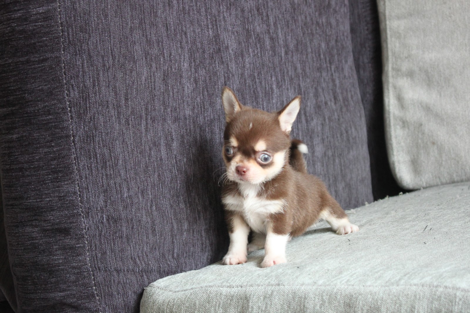 1/20出生 高端優質迷你短毛吉娃娃巧克力奶油四目弟弟