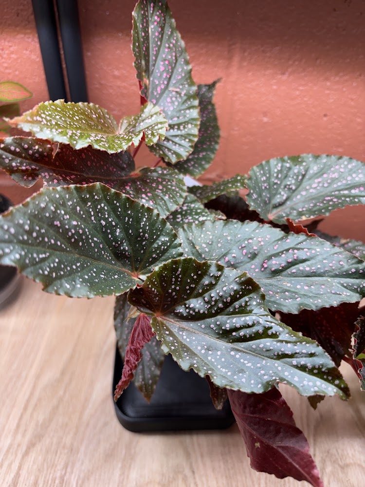 Pink Spot Begonia 