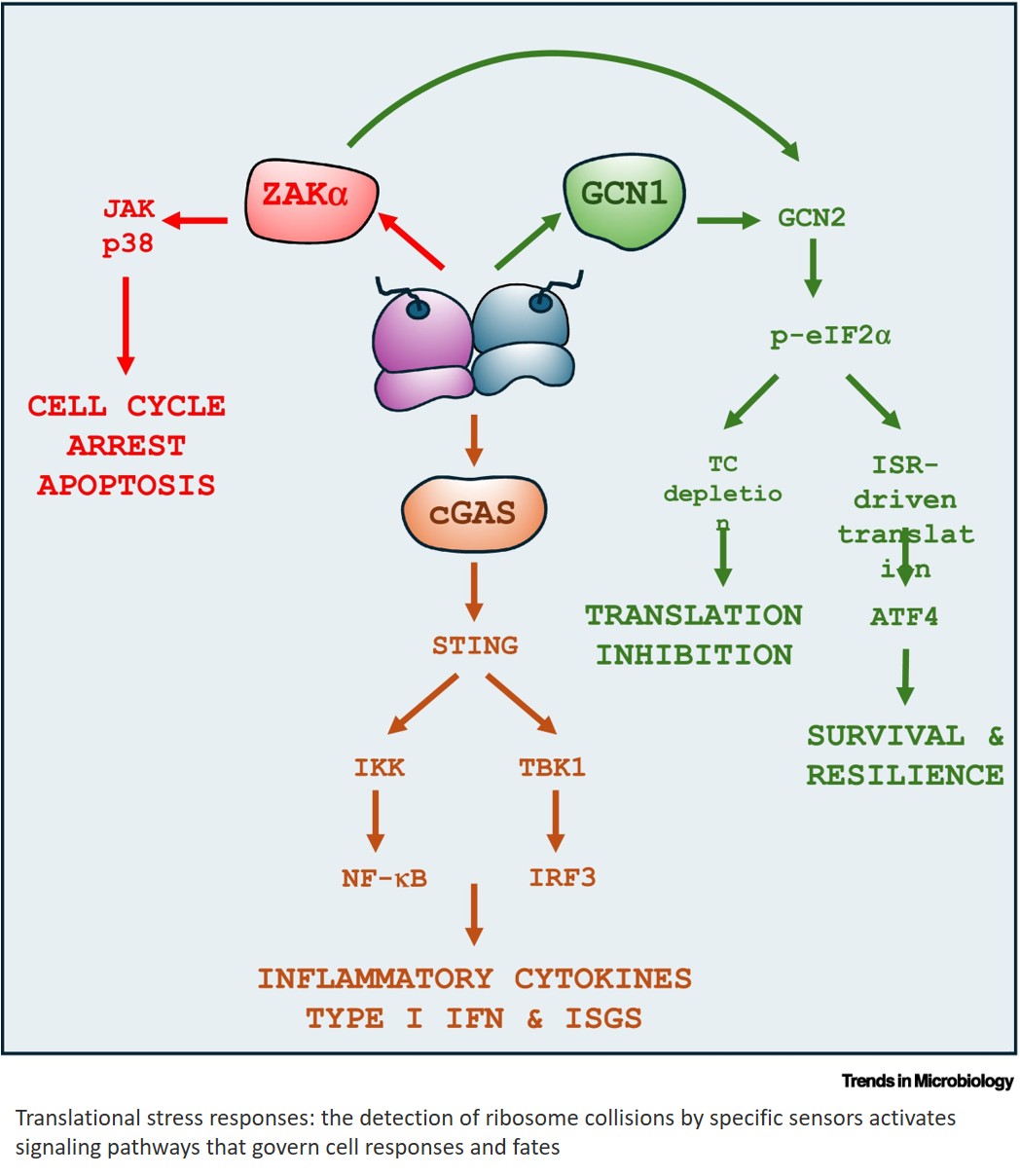 Viruses and RQC: a molecular arms race at the heart of translation