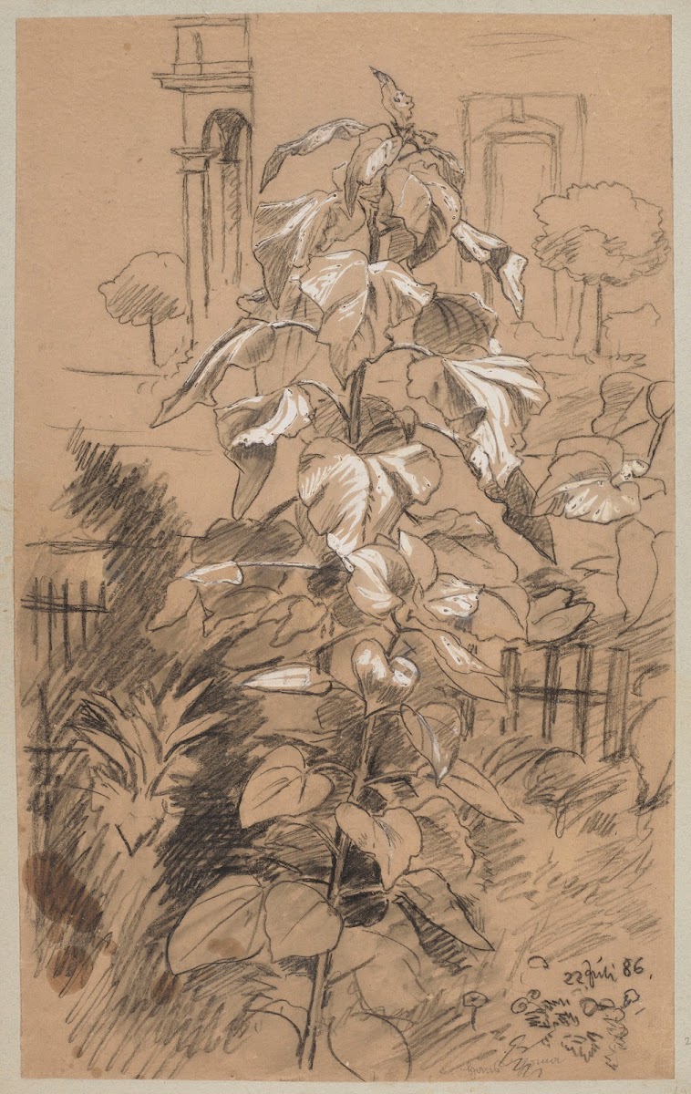 Study of Plants 1886