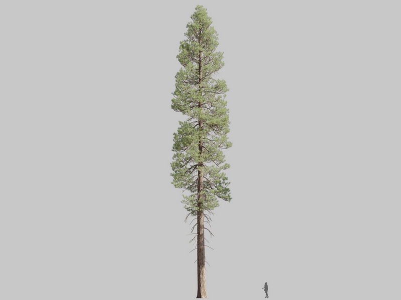 Maxtree - Plant Models Vol.126