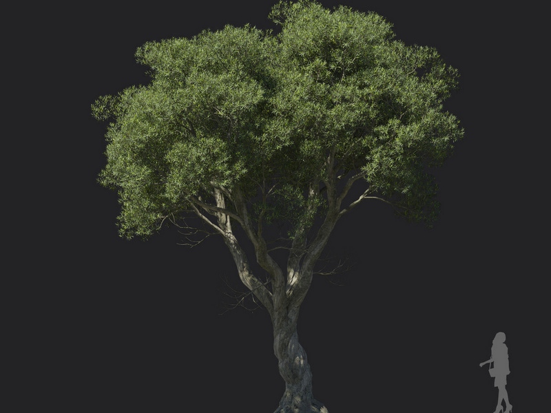 Maxtree - Plant Models Vol.121