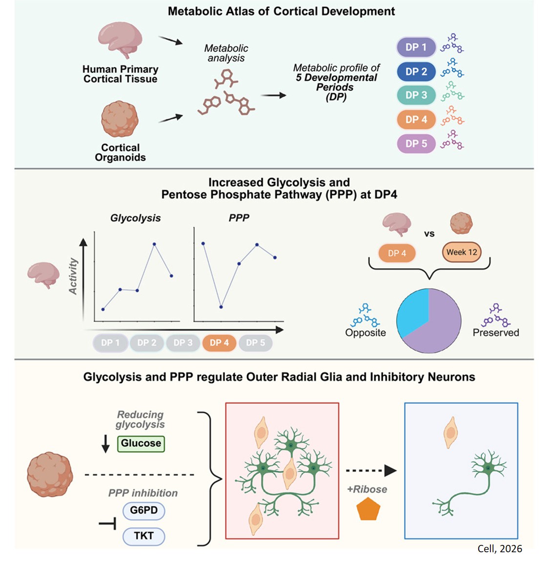 Metabolic atlas of early human cortex reveals glycolytic remodeling and pentose phosphate pathway control of cell fate transitions