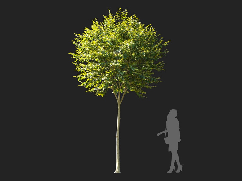 Maxtree - Plant Models Vol.114