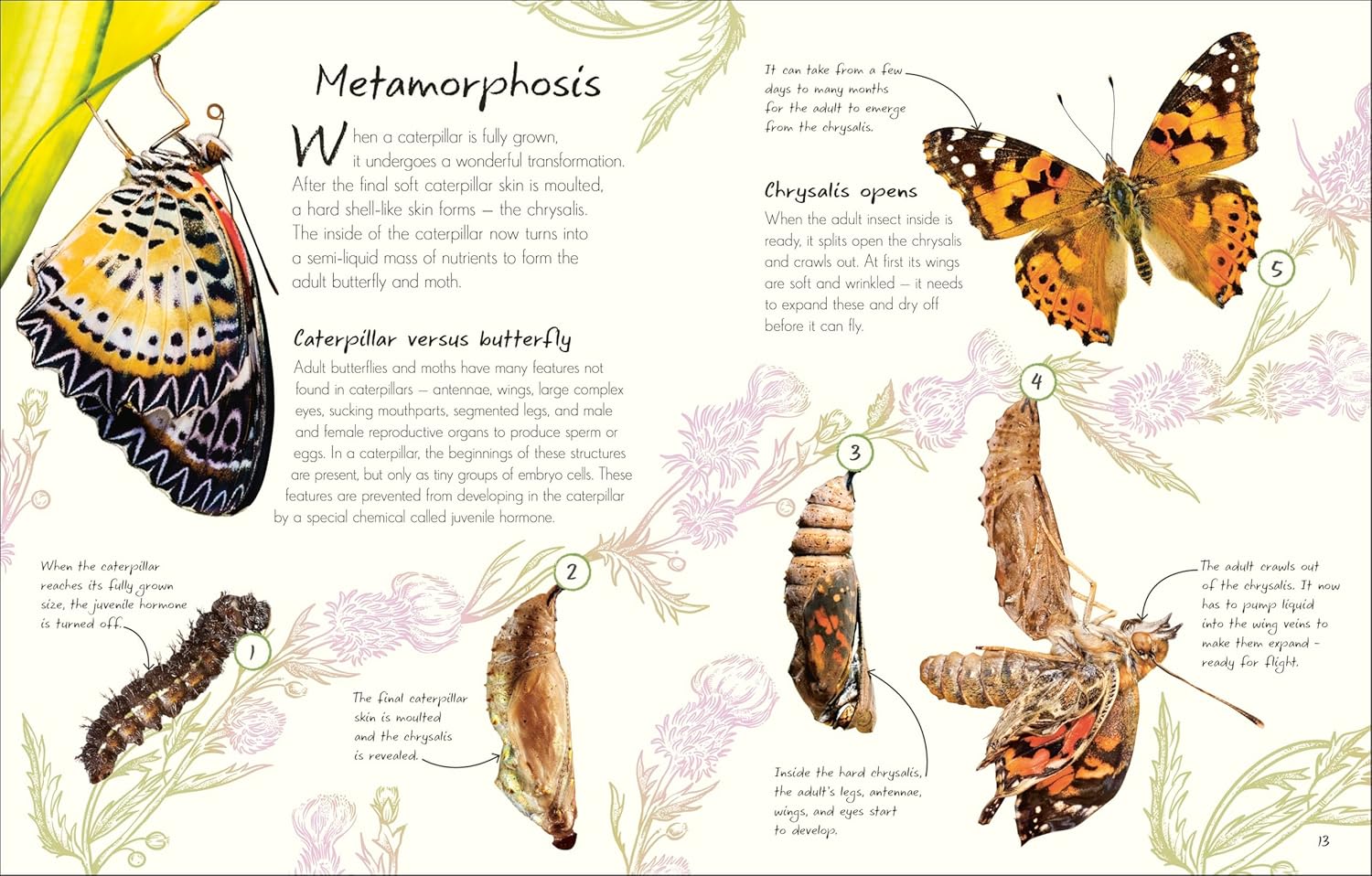 An Anthology of Butterflies and Moths - thumbnail 2