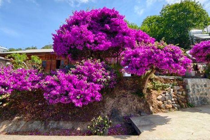 Ngắm ngôi nhà có cây hoa giấy đẹp nhất đường đèo Đà Lạt - Báo Người Lao Động