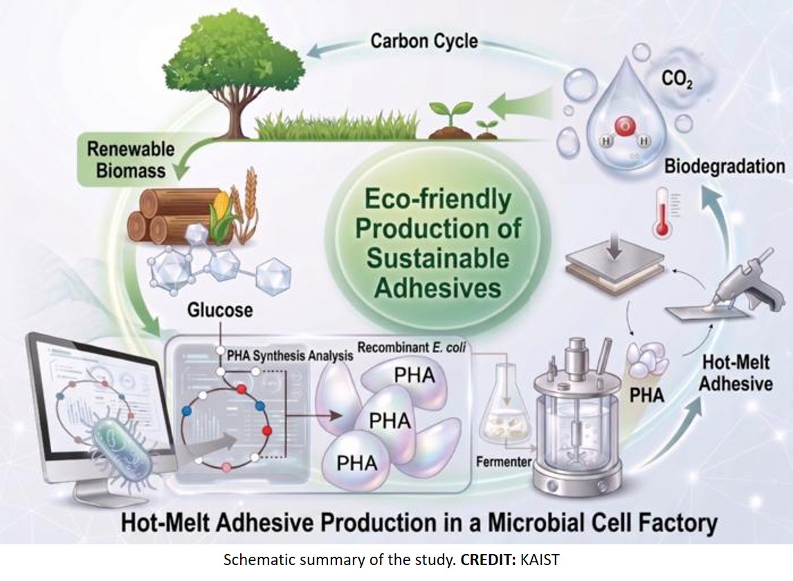 Microbially produced adhesive materials from glucose instead of petroleum