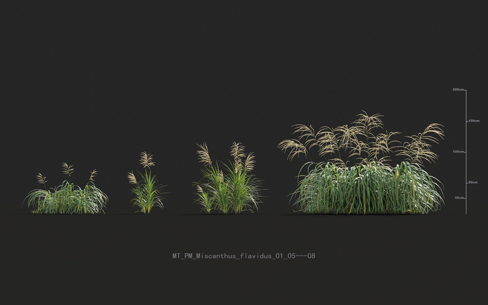 Maxtree - Plant Models Vol.20
