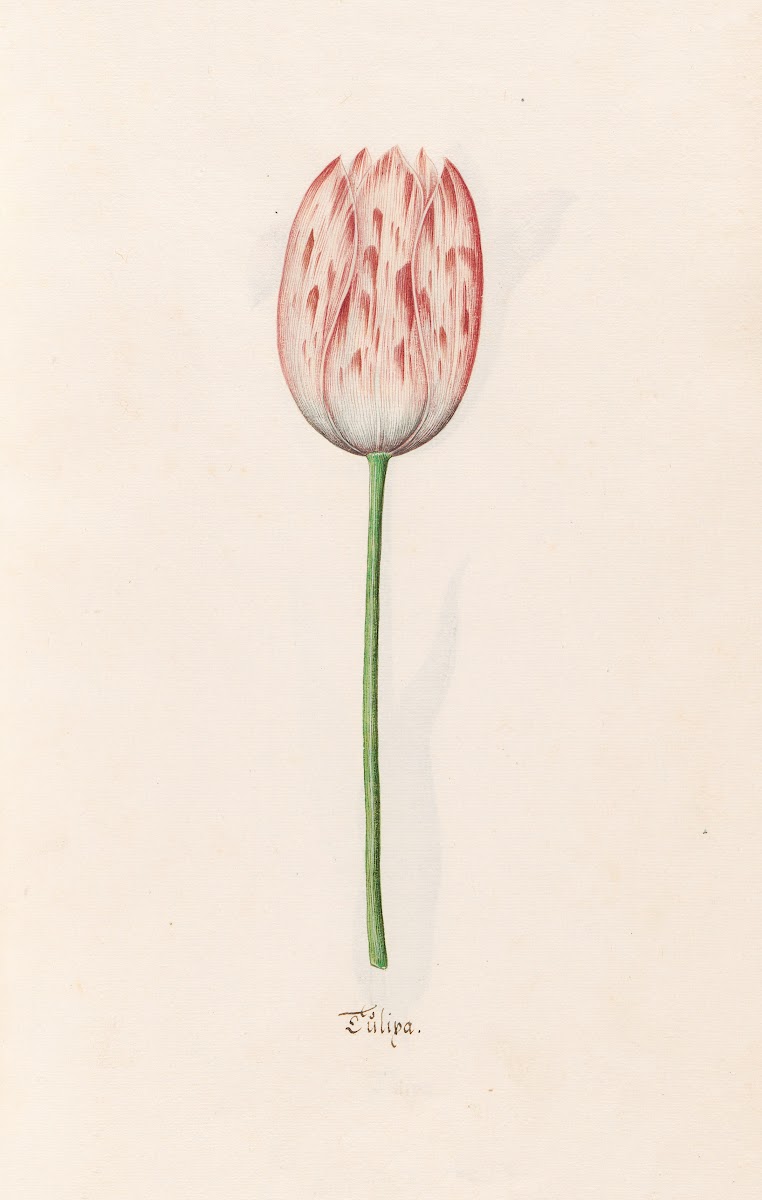 Tülipa 1692