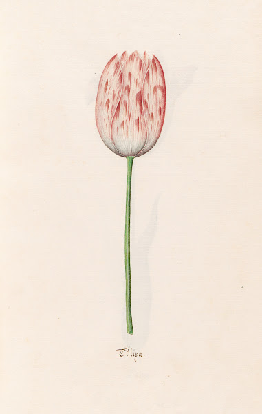 Tülipa 1692