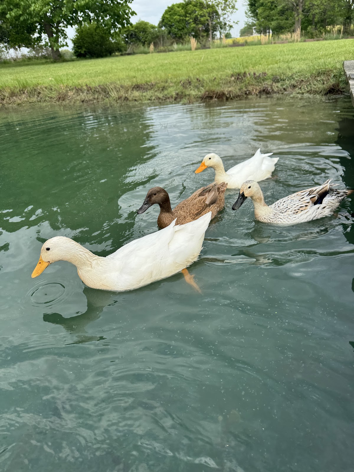 Khaki Campbell Duckling, Welsh Harlequin Duckling, White Layer Duckling, Pekin Grimaud Hybrid
