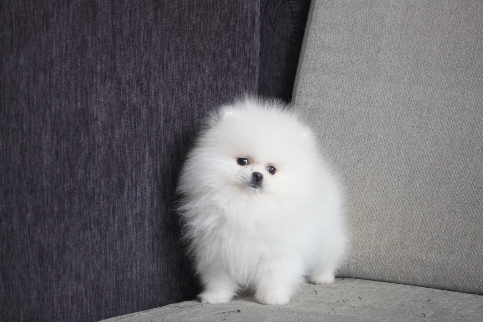 12/11出生 高端優質迷你爆毛松鼠白博美妹妹