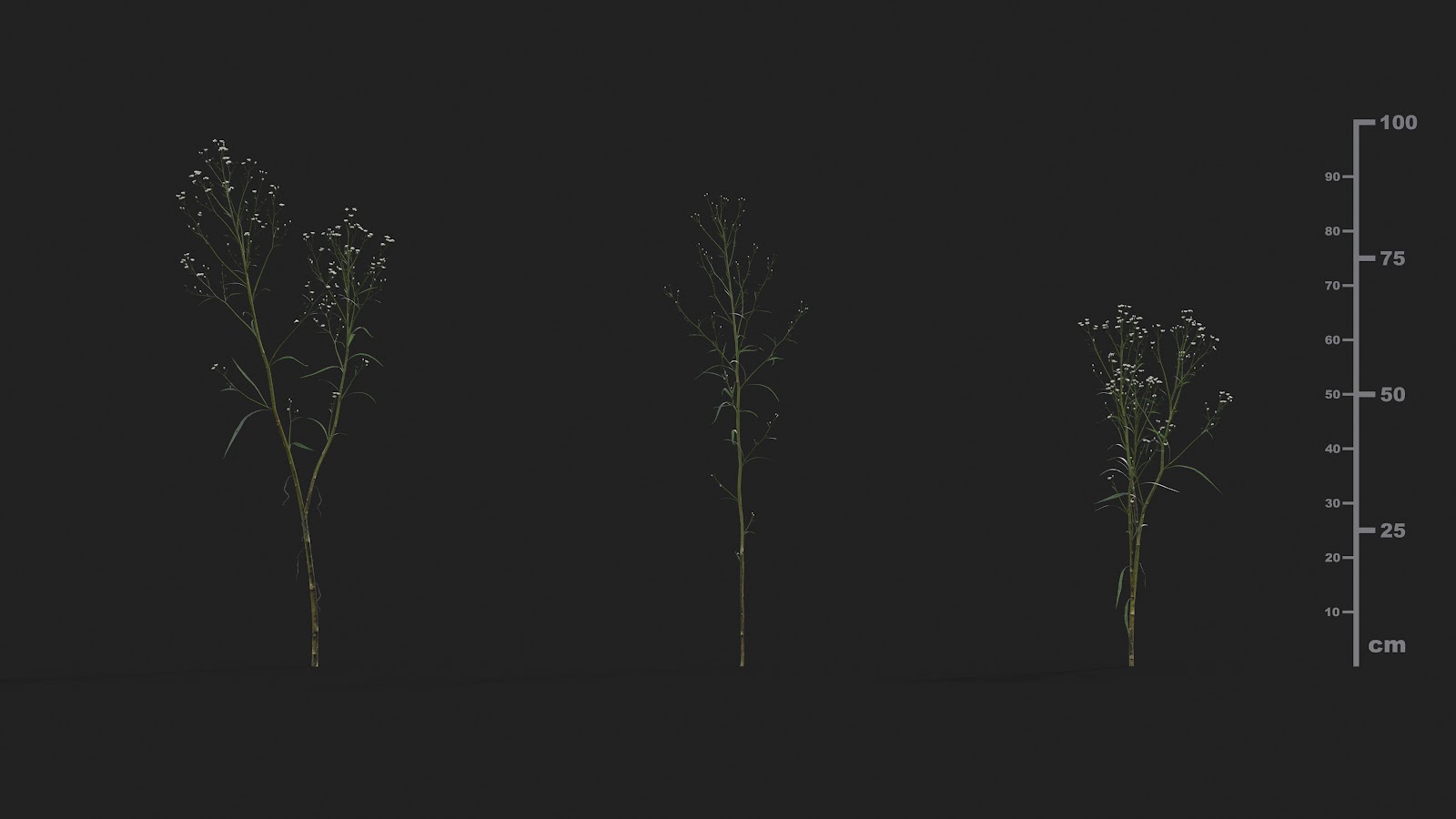 Maxtree - Plant Models Vol.21