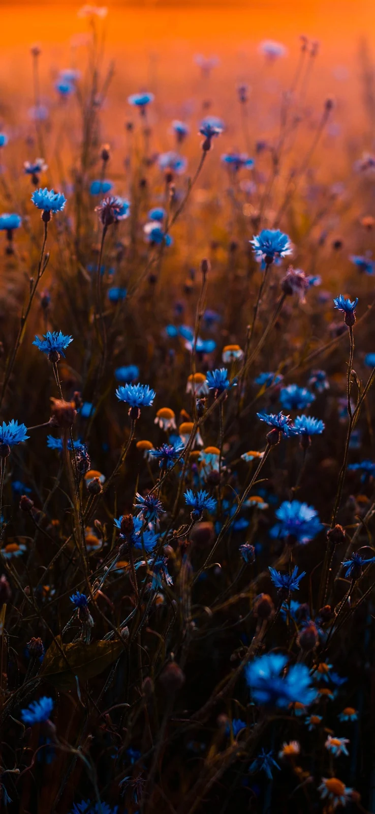 A Cool Flowers In The Sunset Full HD iPhone Wallpaper for Free Download in High Quality [1080x2340]
