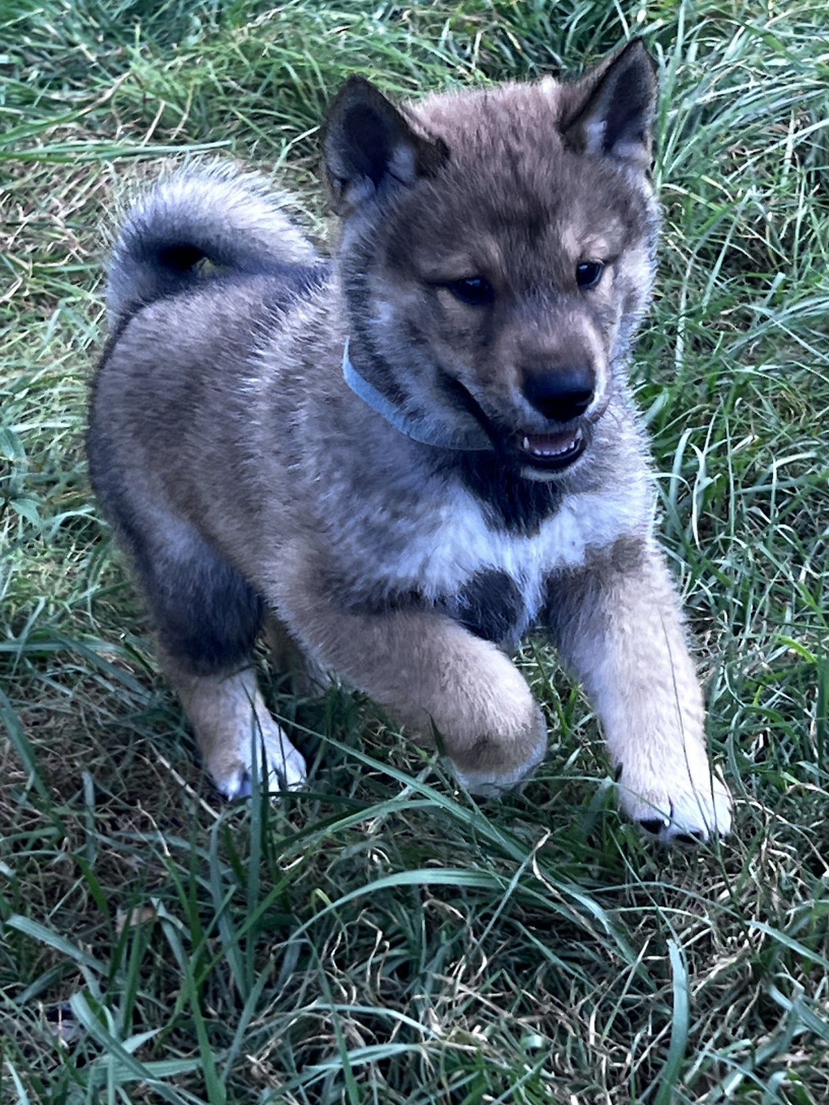 Shikoku puppy photo