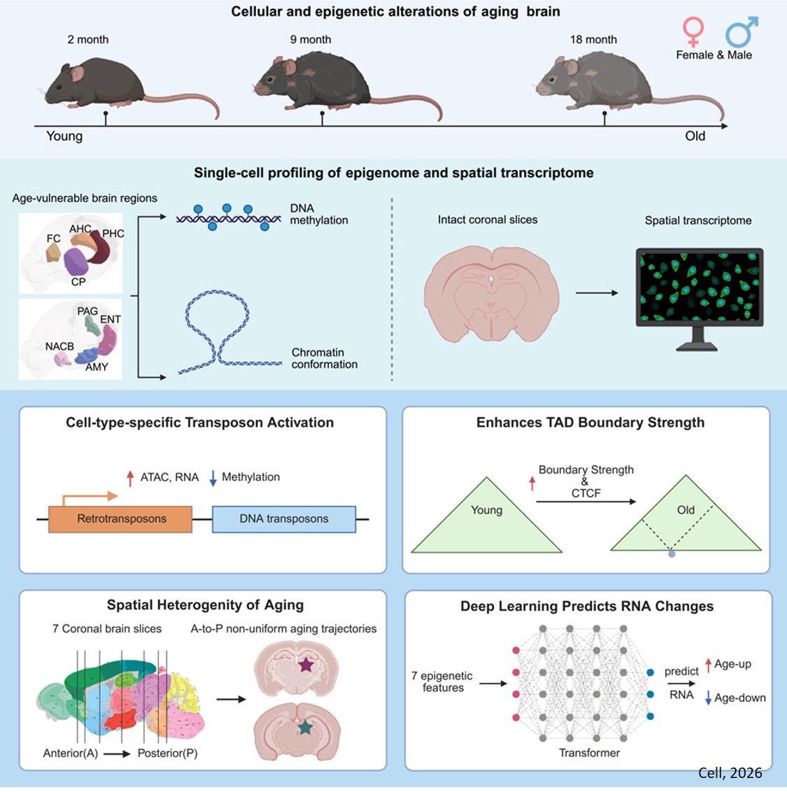 Cell-type-specific transposon demethylation and TAD remodeling in aging mouse brain