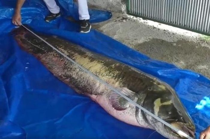 Người đàn ông câu được con cá trê khổng lồ nặng 110 kg, dài 2,5 mét - Tạp chí Người Đưa Tin