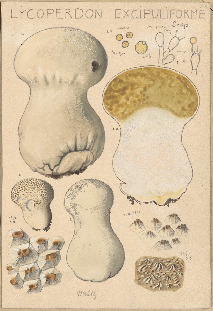 Lycoperdon excipuliforme 1915 1945