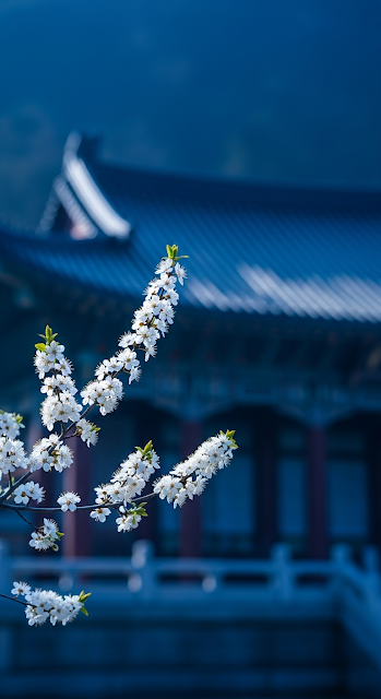 Close-up of White Cherry Blossoms Branch Against a Dark Blue Asian Temple Building - Free mobile Wallpaper