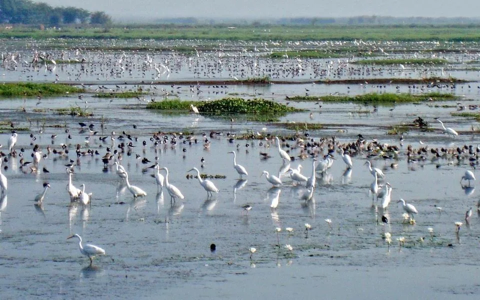 Kolleru Lake