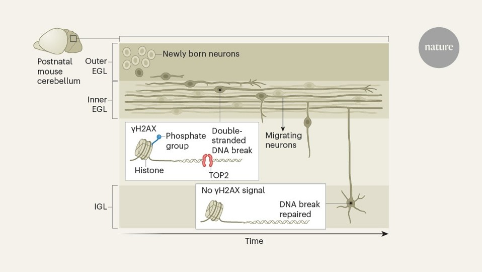 Confined migration induces non-lethal DNA damage in developing neurons