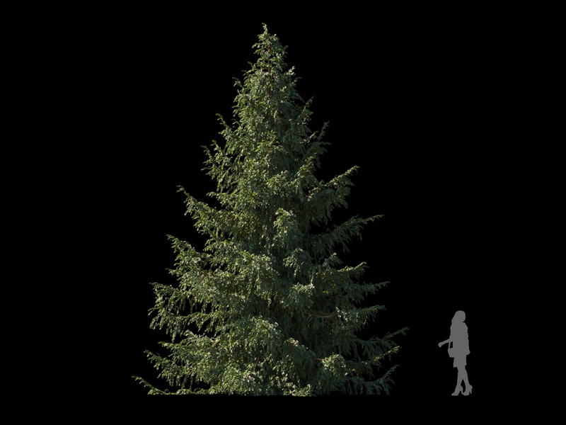 Maxtree - Plant Models Vol.120