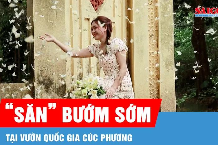Du khách thích thú săn mùa bướm đến sớm ở Cúc Phương - Báo Sài Gòn Giải Phóng