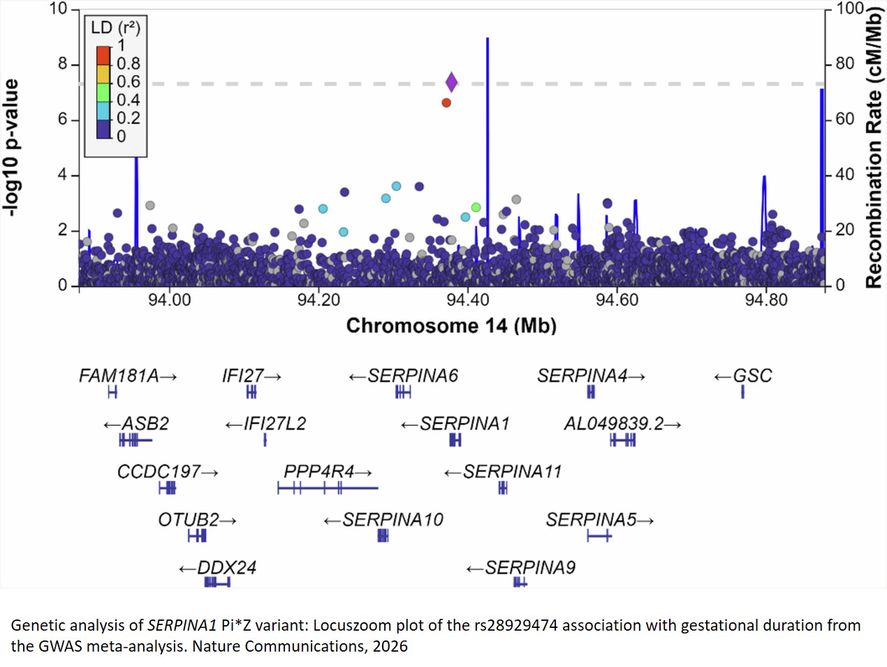 AAT/SERPINA1 Pi*Z variant linked to gestational length and preterm birth prevention via AAT in mice