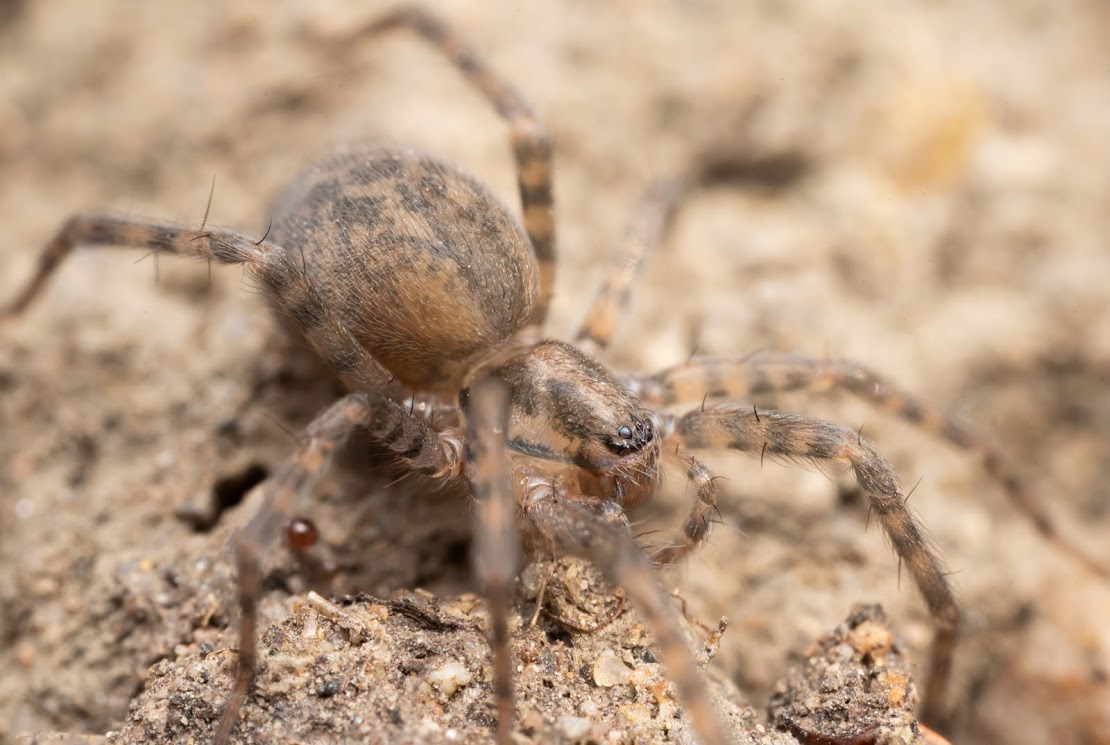 Tegenaria domestica