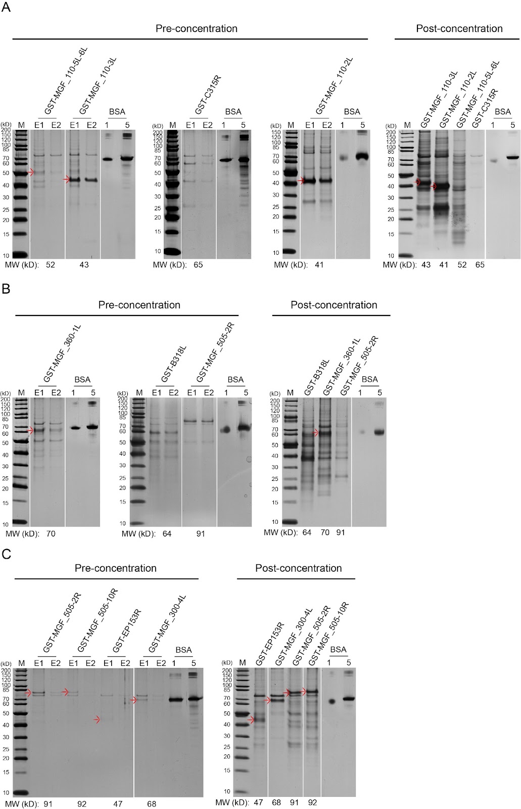 Construction of an ASFV proteome library via multiple optimization strategies for high-throughput analysis