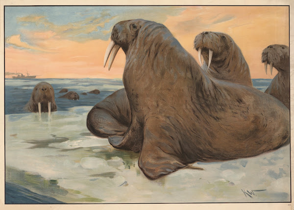 Hvalros 1910