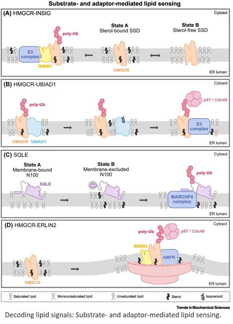 Membrane lipid sensing during ERAD: coupling lipid composition to proteostatic fate