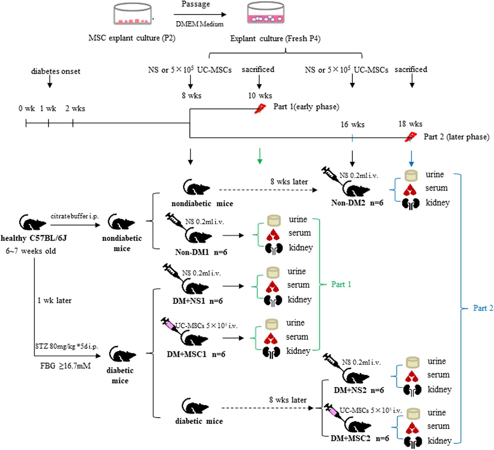 Amelioration of diabetic nephropathy in mice by a single intravenous injection of human mesenchymal stromal cells at early and later disease stages is associated with restoration of autophagy