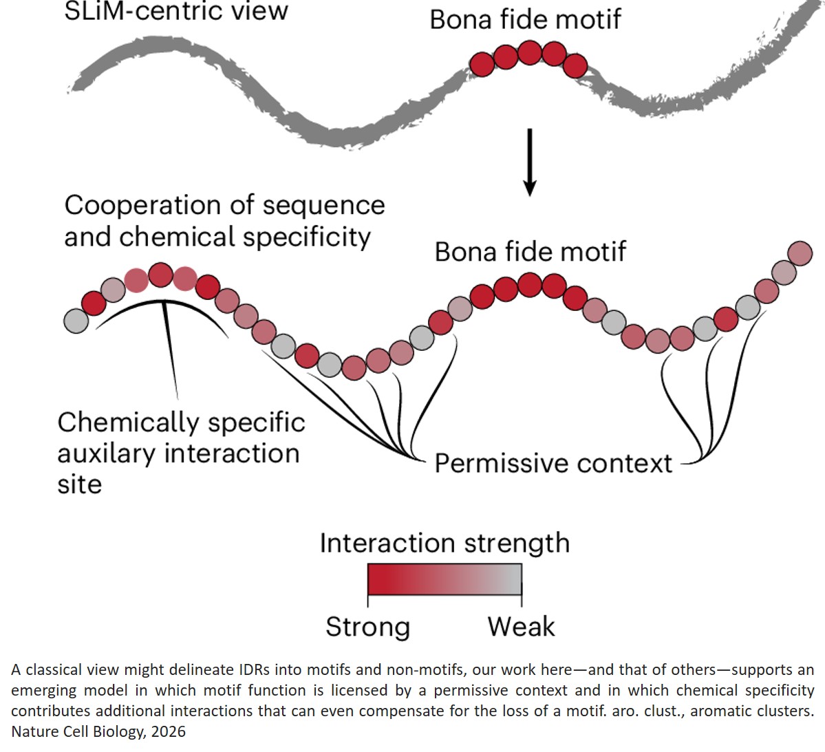 Sequence and chemical specificity define the functional landscape of intrinsically disordered regions