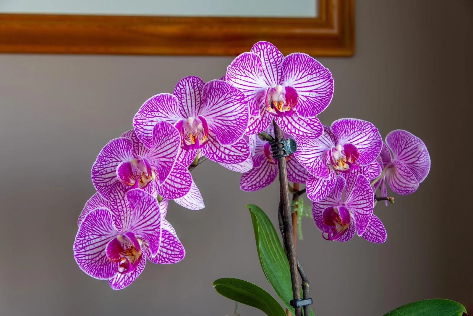 Purple Striped Orchid Flowers - Floral Photography 8K Wallpaper (8256x5504)